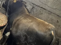 Toro, Ganado vacuno — foto 1