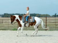 Horse (M), Quarter Horse — photo 7
