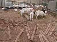 ماعز (دفعة، الجنس غير محدد), الماعز — الصورة 1