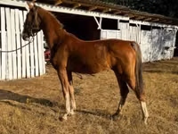 घोड़ी, Dutch warmblood horse — फ़ोटो 3