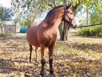 Hengst, Nonius horse — Foto 7