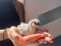 Silkie — photo 5