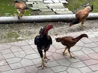 Chickens — photo 1