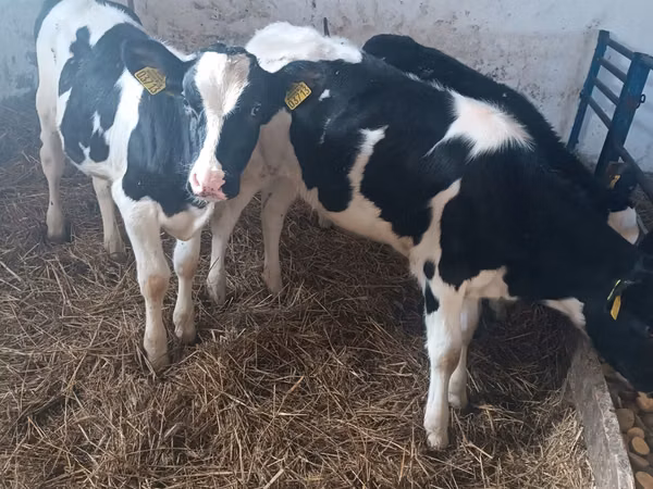 Vaca, Russian Black pied cattle
