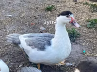 Domestic Muscovy — photo 2
