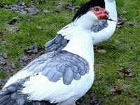 Domestic Muscovy — photo 8