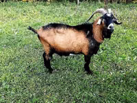 公山羊, Czech Brown Shorthaired goats — 照片 1