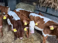 Rinder (Partie, Geschlecht nicht angegeben), Simmental cattle — Foto 8
