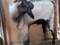 Ziegenbock, Ziegen — Foto 3