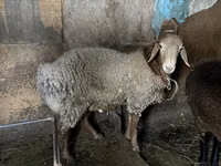 Widder, Rhon sheep — Foto 5