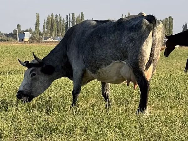 母牛, Cattle