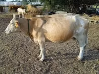 Vaca, Simmental cattle — foto 4