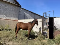 Caballo, Anglo-Arabian — foto 2