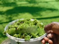Best Azolla Fluffy Azolla for Replanting - 2000 Ml — फ़ोटो 2