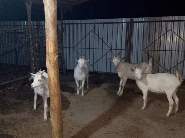 Goat, Saanen goat