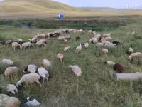 Sheep, Balbas sheep — photo 5