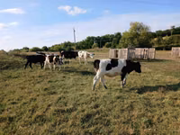 Cow, Russian Black pied cattle — photo 2