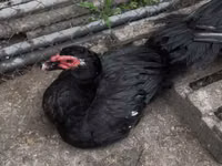 Ducks — الصورة 5
