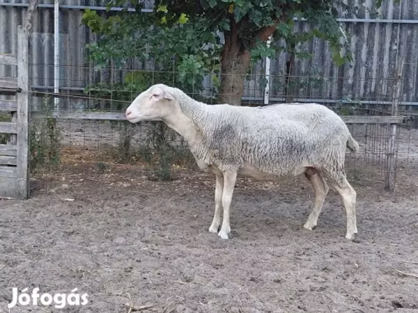 Sheep, Lacaune sheep