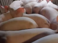 Cerdos (lote, sexo no especificado) — foto 1