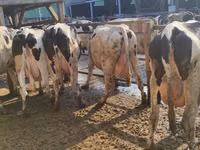 Vaca, Raza Holstein — foto 3
