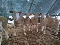نعجة, Ile-de-France sheep — الصورة 1