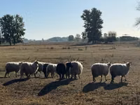 كبش, Racka sheep — الصورة 2