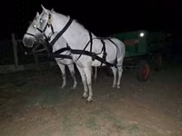 Caballo, Caballos — foto 1