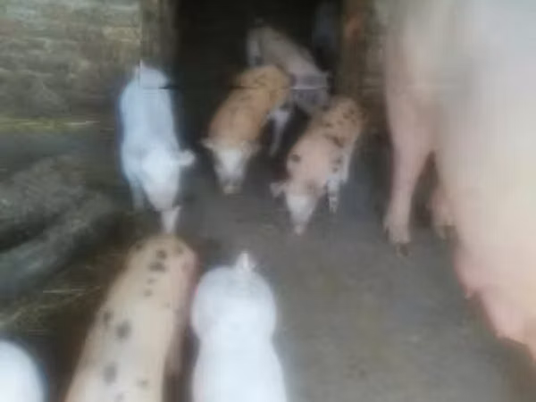 母猪, Pigs