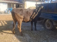 母牛, Cattle — 照片 2