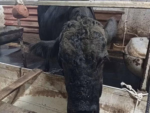 Kuh, Aberdeen-Angus