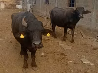 Vaca, Búfalo Africano — foto 1