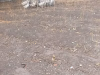 Geese — foto 3