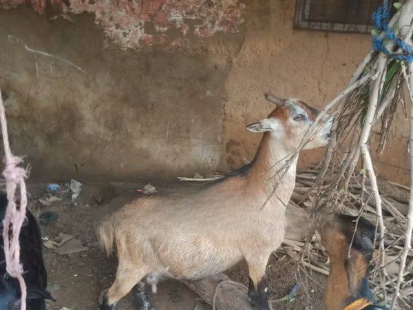 Cabras (lote, sexo no especificado), Cabras