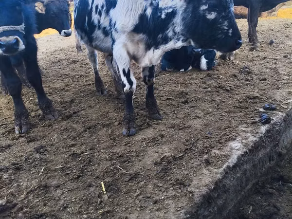 Bulle, Russian Black pied cattle