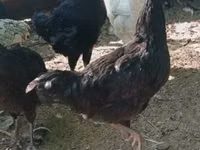 Kosovo Longcrower — foto 2
