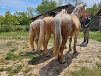 Stute, Pferde — Foto 1