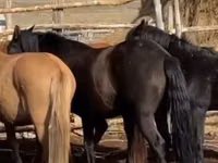 Stute, Kazakh horse — Foto 2