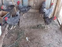 Gallina eslovena barrada — foto 7