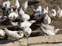 Chickens — photo 2