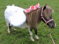 Stute, Miniature horse — Foto 7