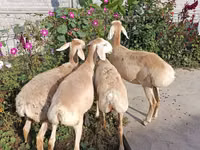 母羊, Sheep — 照片 3