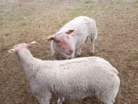 أغنام (دفعة، الجنس غير محدد), Charollais sheep — الصورة 2
