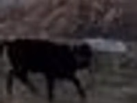 Bull, Swedish red cattle — photo 5