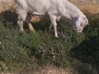 公山羊, Saanen goat — 照片 2