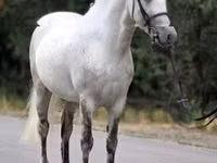 Hengst, Falabella — Foto 1