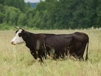 Cow, Yaroslavl cattle — photo 2