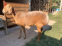 Sheep, Arashan sheep — photo 1