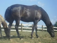 Stute, Black Sea breed — Foto 2