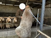نعجة, Arashan sheep — الصورة 7